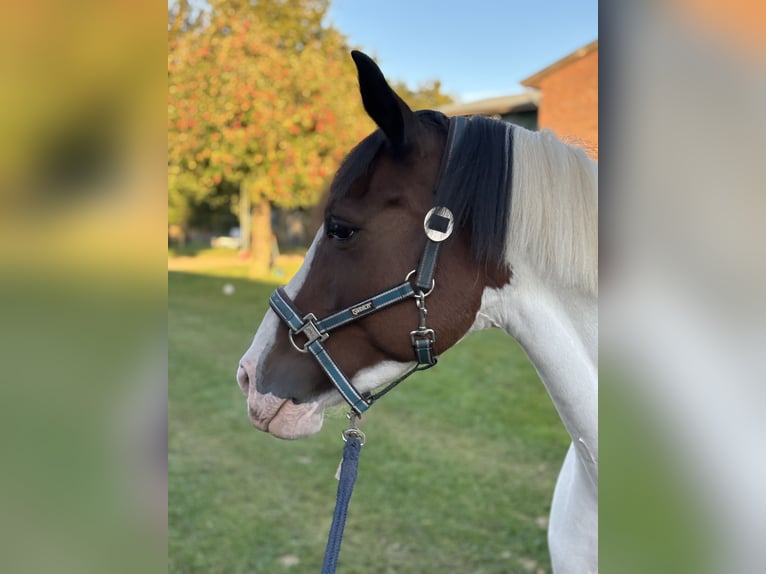 German Riding Pony Mare 9 years 14.3 hh Pinto in AlbersdorfAlbersdorf