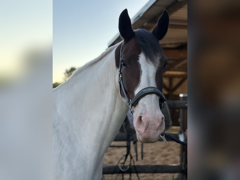 German Riding Pony Mare 9 years 14.3 hh Pinto in AlbersdorfAlbersdorf