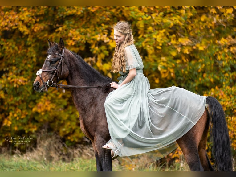 German Riding Pony Mare 9 years 14 hh Bay-Dark in Engstingen