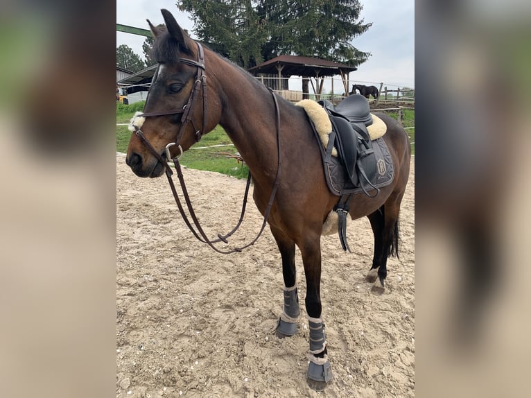 German Riding Pony Mare 9 years 14 hh Bay-Dark in Engstingen