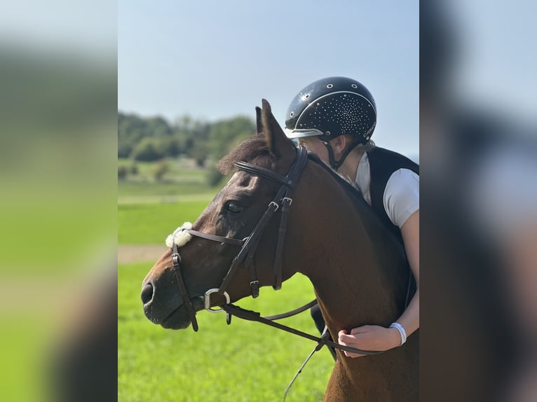 German Riding Pony Mare 9 years 14 hh Bay-Dark in Engstingen