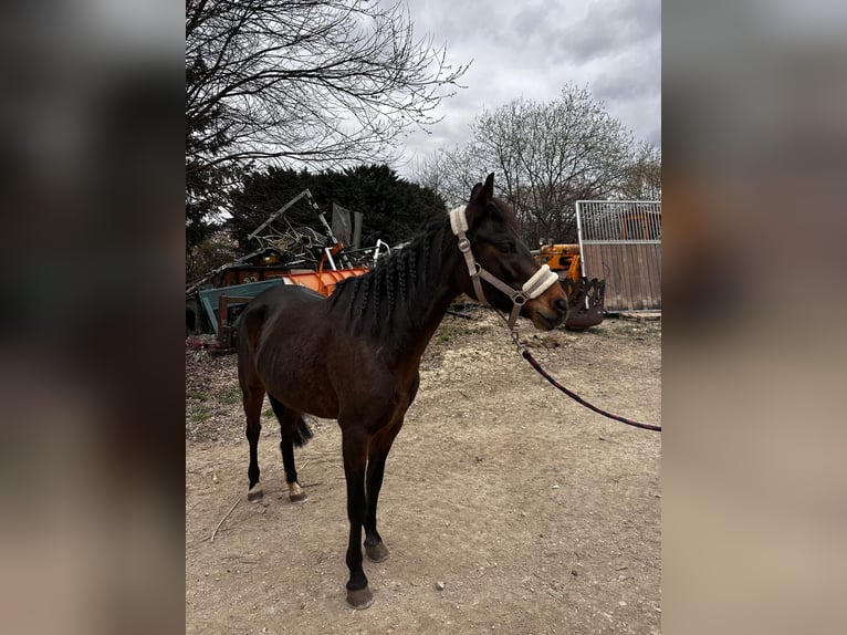 German Riding Pony Mare 9 years 14 hh Bay-Dark in Engstingen