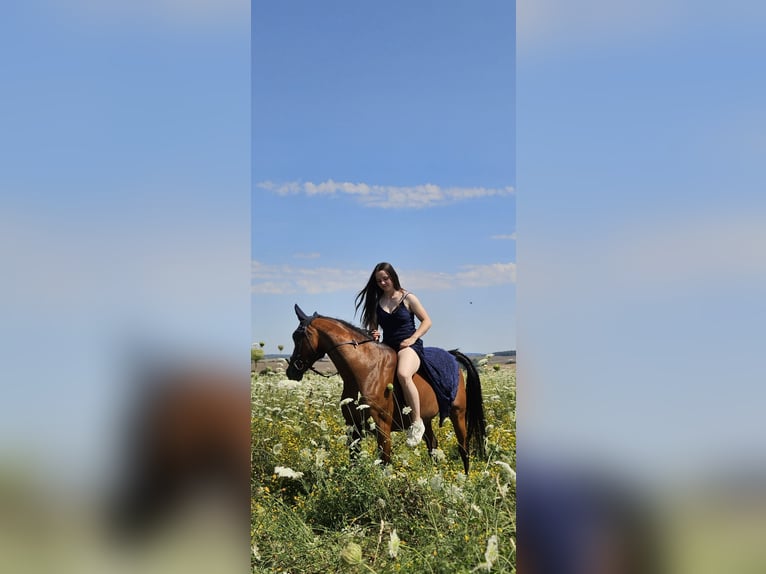 German Riding Pony Mare 9 years 14 hh Brown in Erfurt