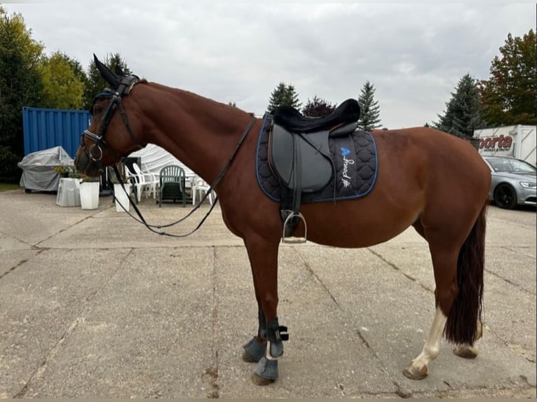 German Riding Pony Mare 9 years 14 hh Chestnut-Red in Landsberg