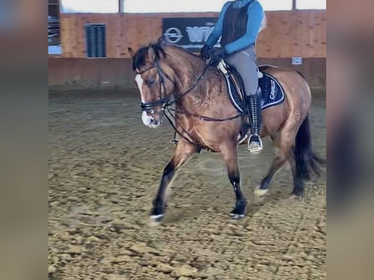 German Riding Pony Mare 9 years 14 hh Dun in Billerbeck