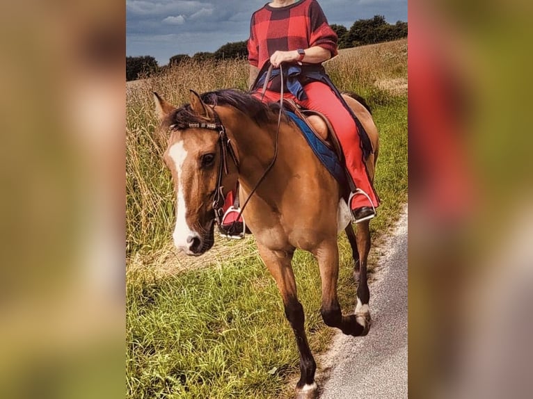 German Riding Pony Mare 9 years 14 hh Dun in Billerbeck