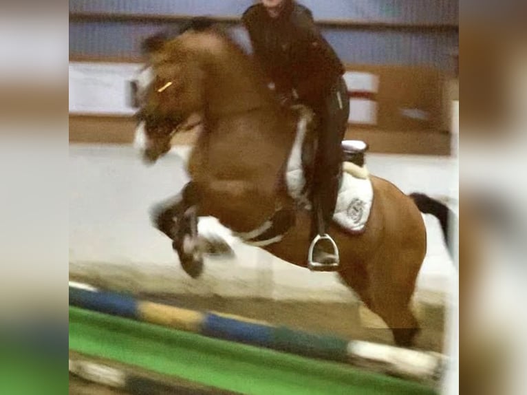 German Riding Pony Mare 9 years 14 hh Dun in Billerbeck