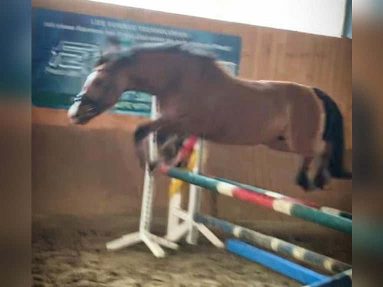 German Riding Pony Mare 9 years 14 hh Dun in Billerbeck