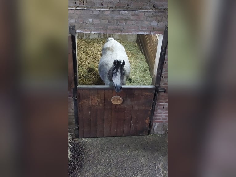 German Riding Pony Mare 9 years 14 hh Grey-Dapple in Göttingen