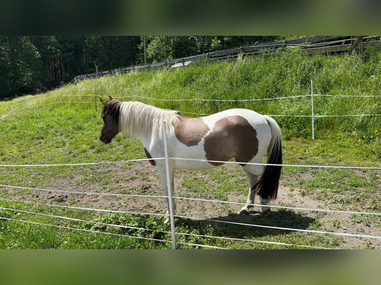 German Riding Pony Mare 9 years 14 hh Pinto in Vandans