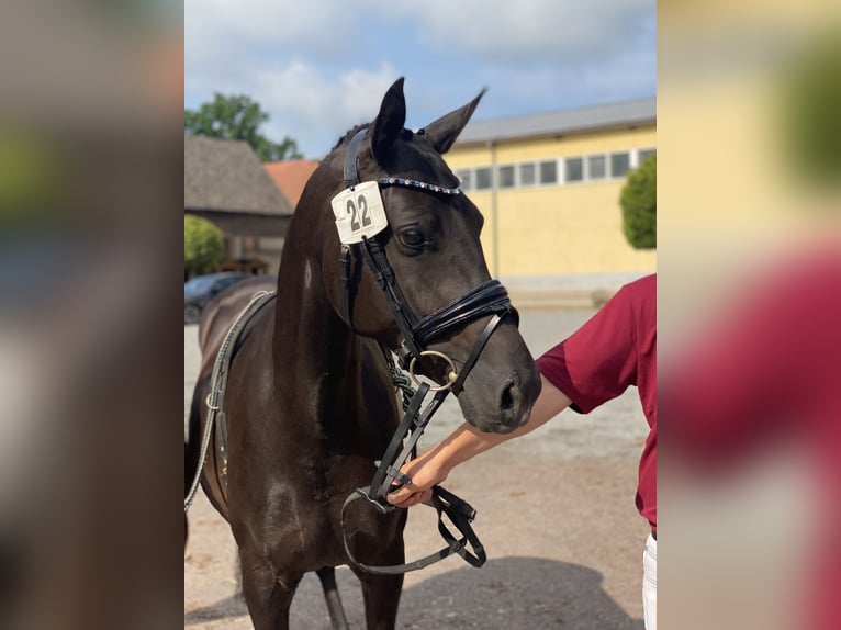 German Riding Pony Mare 9 years 14,1 hh Black in Zerbst/Anhalt