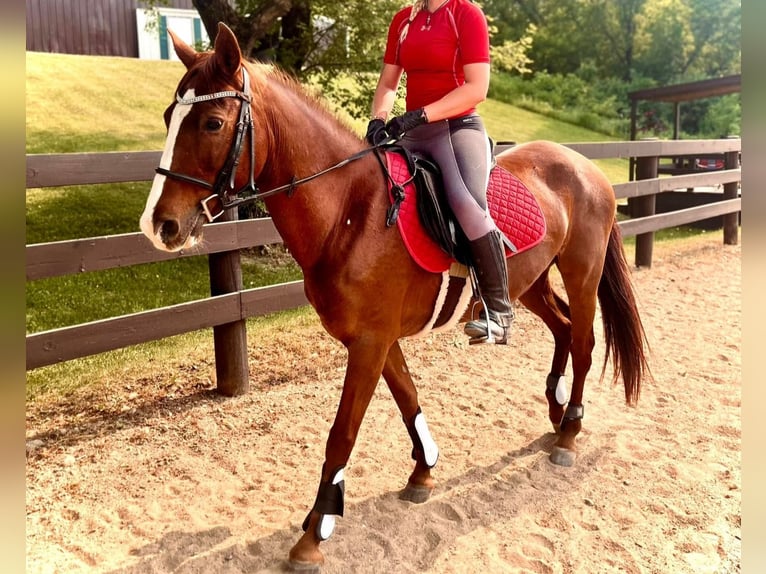 German Riding Pony Mare 9 years 14,1 hh Chestnut in Menomonee Falls