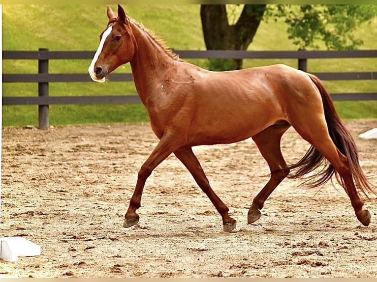 German Riding Pony Mare 9 years 14,1 hh Chestnut in Menomonee Falls