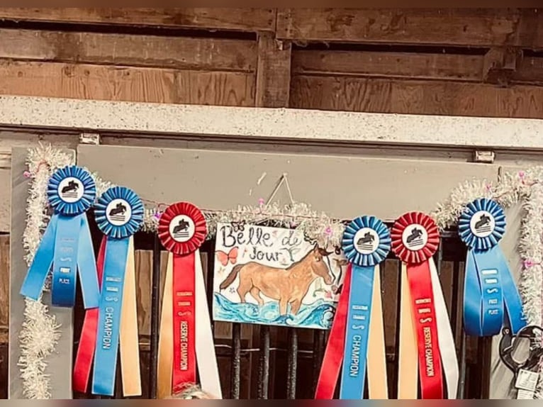 German Riding Pony Mare 9 years 14,1 hh Chestnut in Menomonee Falls