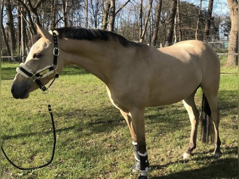 German Riding Pony Mare 9 years 14,1 hh Dun in Meine