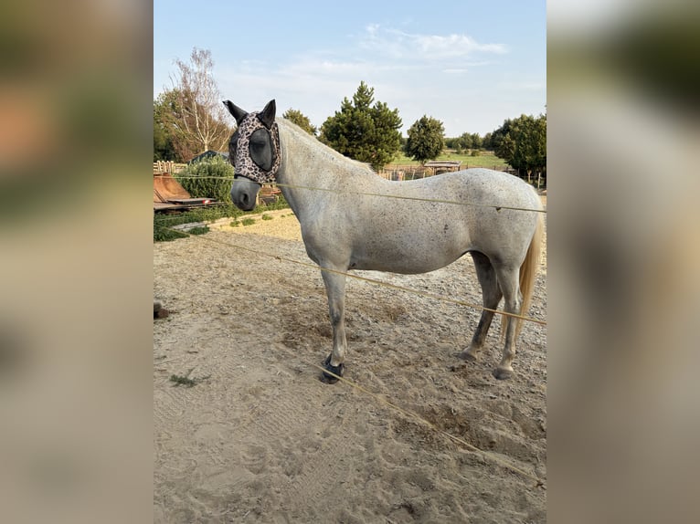 German Riding Pony Mare 9 years 14,1 hh Grey-Fleabitten in Schraplau