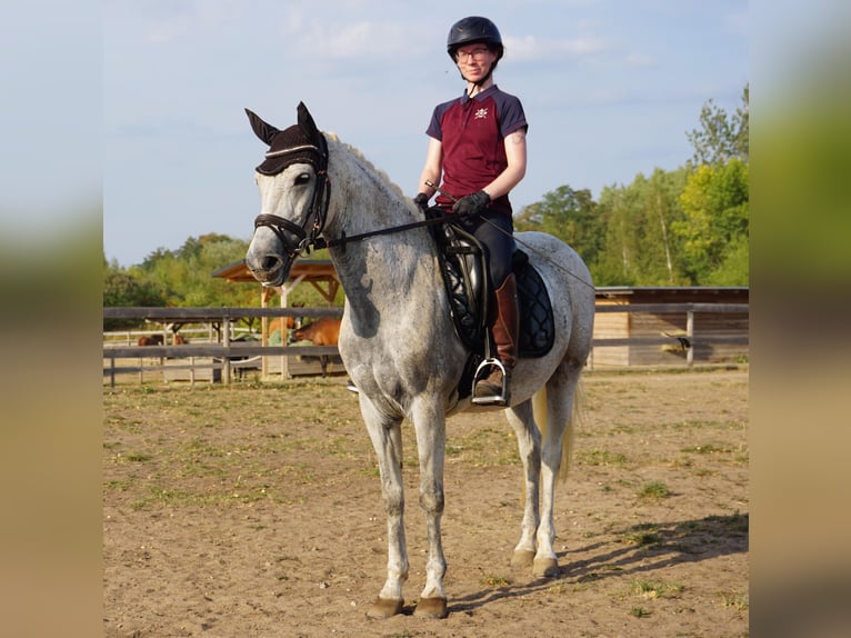 German Riding Pony Mix Mare 9 years 14,1 hh Grey in Leipzig