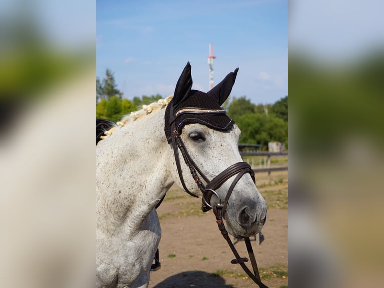 German Riding Pony Mix Mare 9 years 14,1 hh Grey in Leipzig