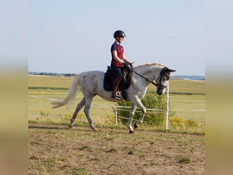 German Riding Pony Mix Mare 9 years 14,1 hh Grey in Leipzig