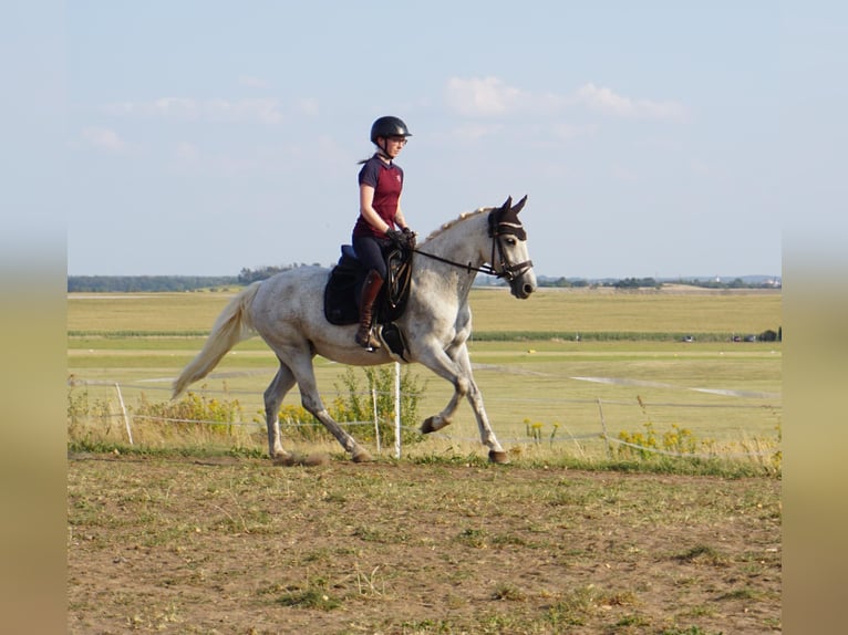 German Riding Pony Mix Mare 9 years 14,1 hh Grey in Leipzig