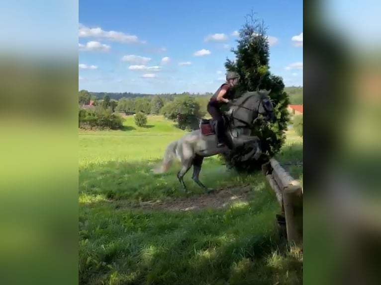 German Riding Pony Mix Mare 9 years 14,1 hh Grey in Leipzig