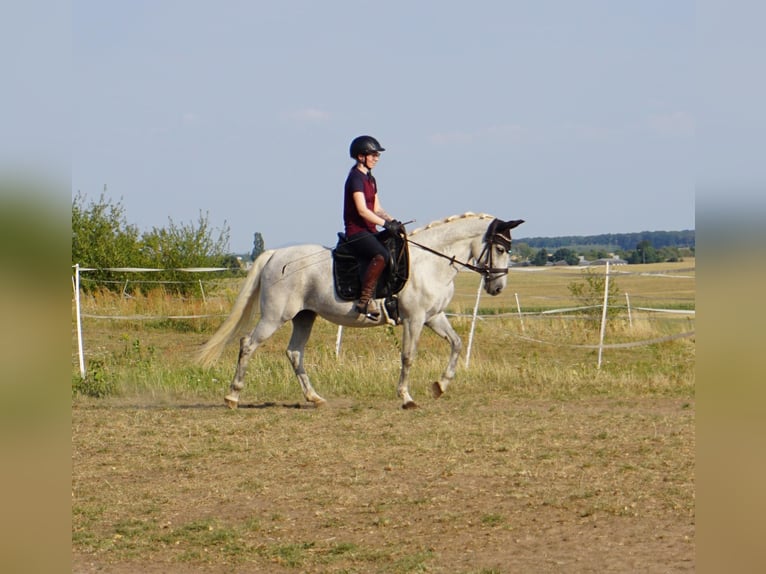 German Riding Pony Mix Mare 9 years 14,1 hh Grey in Leipzig