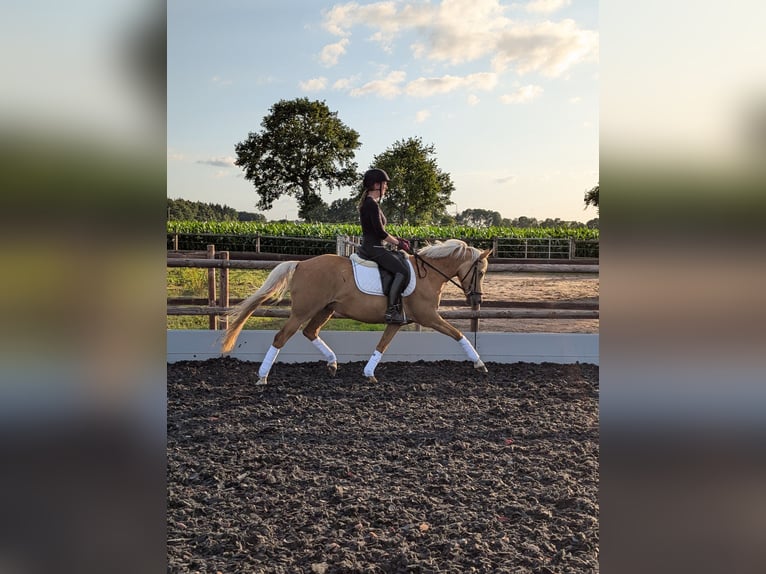German Riding Pony Mare 9 years 14,1 hh Palomino in Cappeln (Oldenburg)