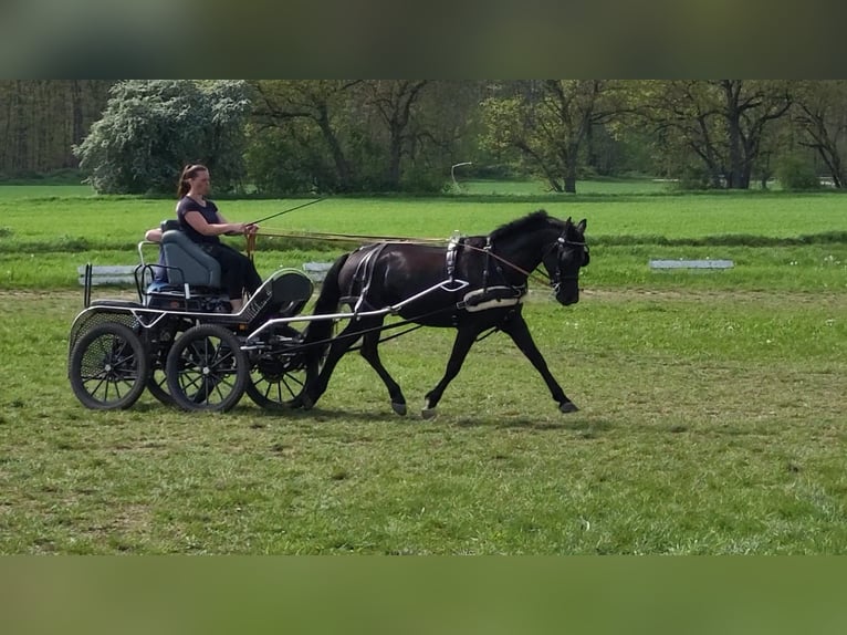 German Riding Pony Mare 9 years 14,2 hh Black in Einhausen