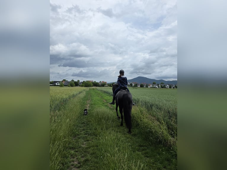 German Riding Pony Mare 9 years 14,2 hh Black in Einhausen