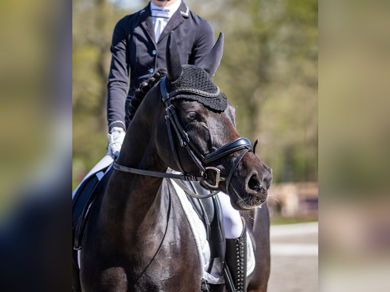 German Riding Pony Mare 9 years 14,2 hh Black in Jork
