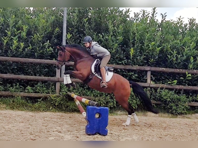German Riding Pony Mare 9 years 14,2 hh Brown in Haltern am See