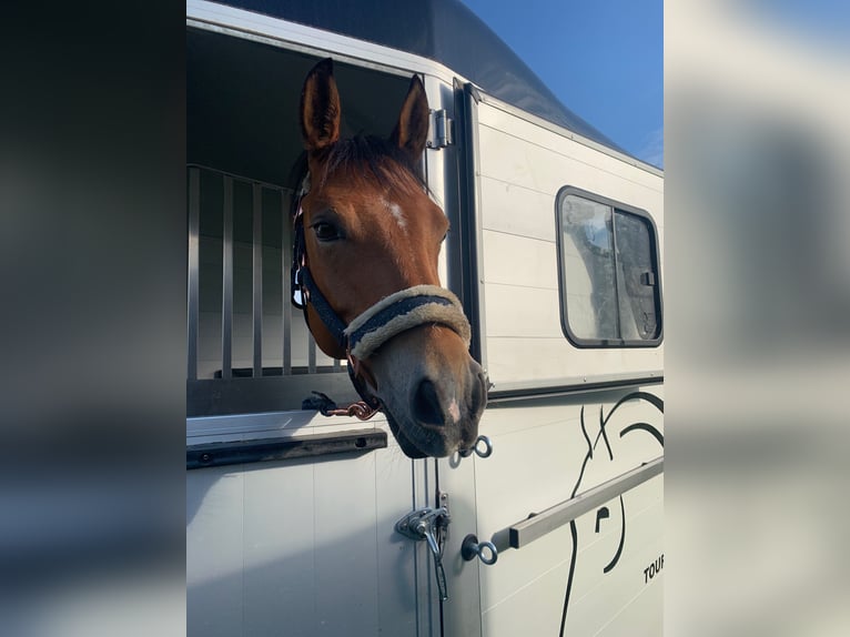 German Riding Pony Mare 9 years 14,2 hh Brown in Uetze