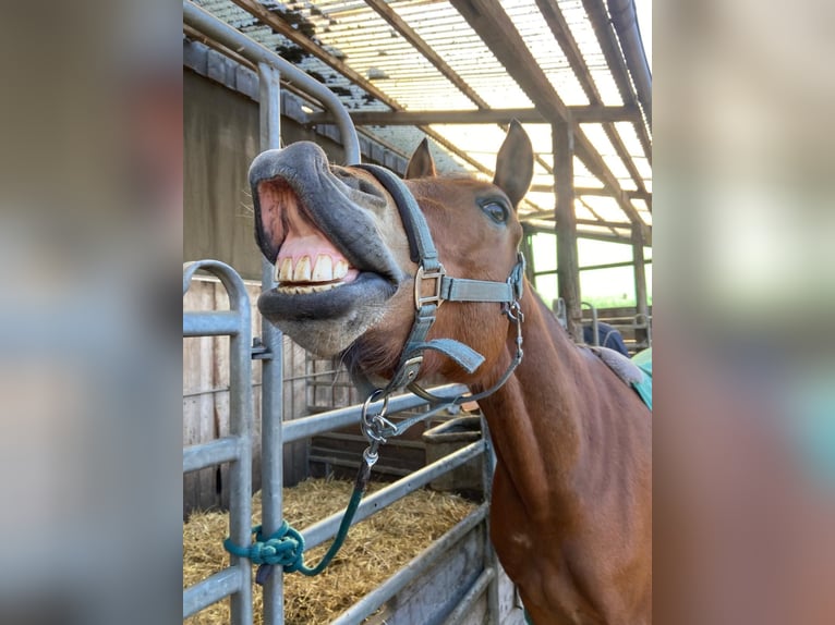 German Riding Pony Mare 9 years 14,2 hh Brown in Uetze