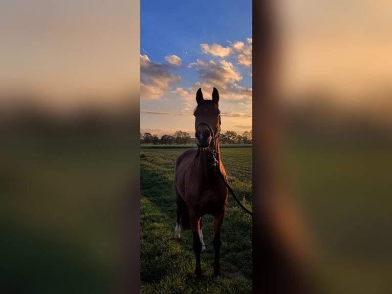 German Riding Pony Mare 9 years 14,2 hh Brown in Uetze