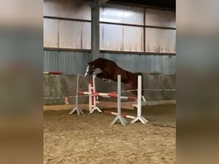 German Riding Pony Mare 9 years 14,2 hh Chestnut in Sassenberg