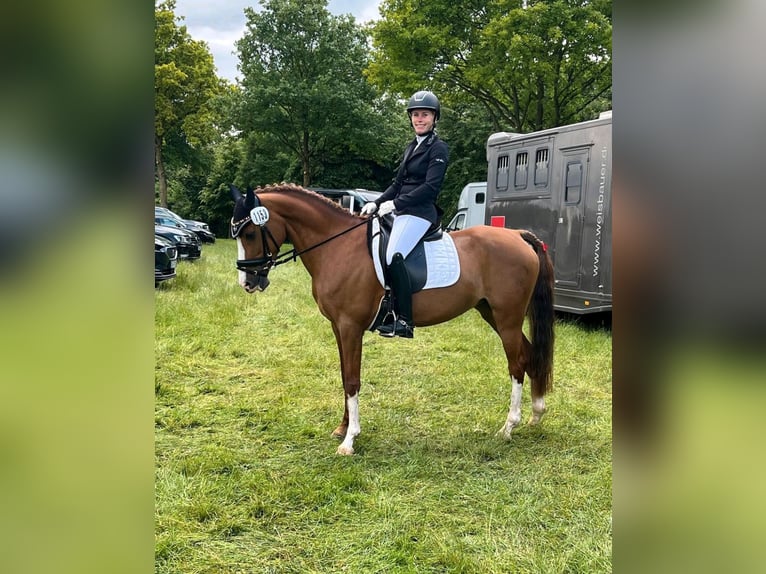 German Riding Pony Mare 9 years 14,2 hh Chestnut in Sassenberg