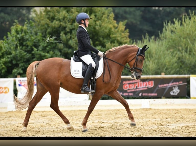 German Riding Pony Mare 9 years 14,2 hh Chestnut-Red in Neuwied