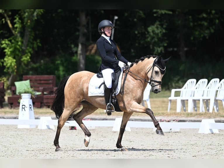 German Riding Pony Mare 9 years 14,2 hh Dun in Tönisvorst