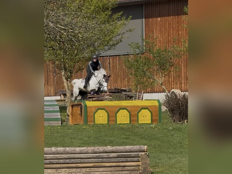 German Riding Pony Mare 9 years 14,2 hh Grey in Kaufbeuren