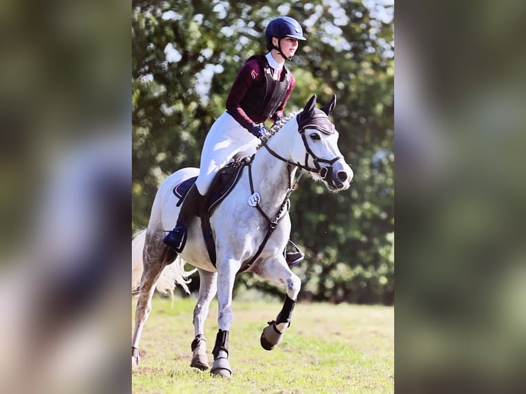 German Riding Pony Mare 9 years 14,2 hh Grey in Kaufbeuren