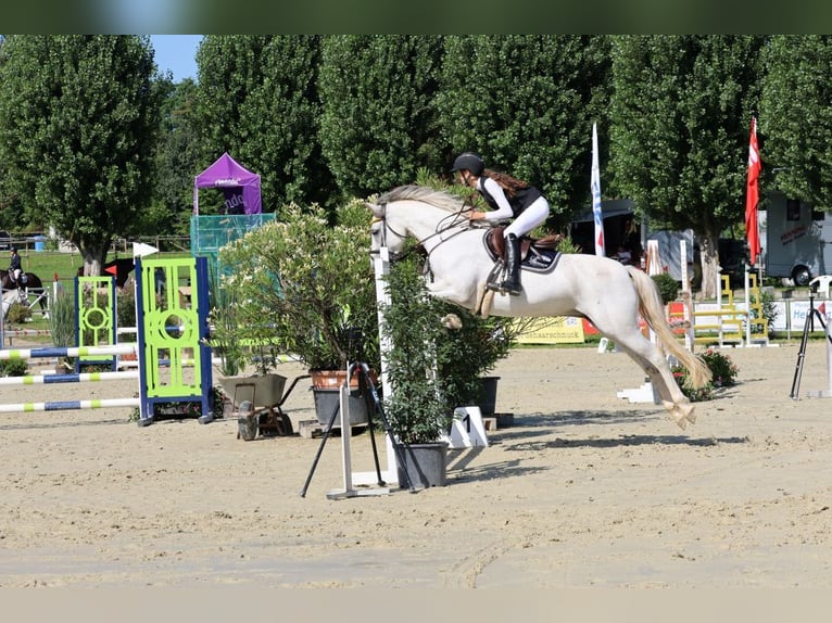 German Riding Pony Mare 9 years 14,2 hh Grey in Buchen Waldhausen