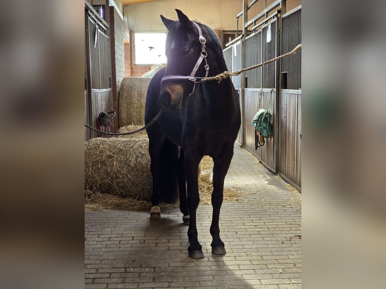 German Riding Pony Mare 9 years 14,2 hh Smoky-Black in Wolfsburg