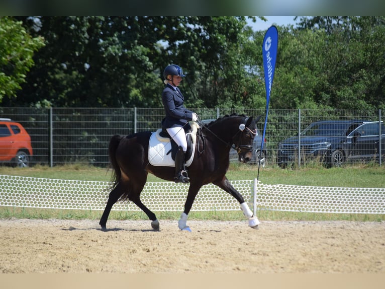German Riding Pony Mare 9 years 14,2 hh Smoky-Black in Wolfsburg