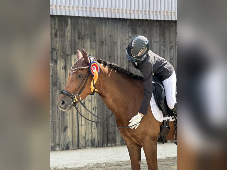 German Riding Pony Mare 9 years 15.1 hh Chestnut in Winsen (Luhe)