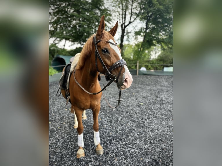 German Riding Pony Mare 9 years 15.1 hh Chestnut-Red in HattingenHattingen