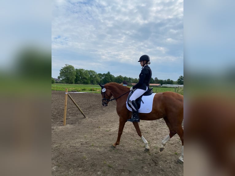 German Riding Pony Mare 9 years 15.1 hh Chestnut-Red in Harsewinkel
