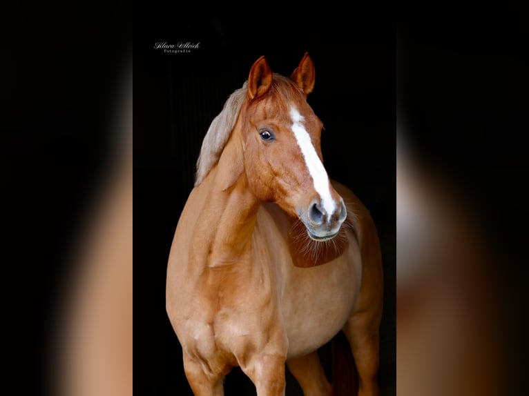 German Riding Pony Mare 9 years 15.1 hh Dun in Schleusingen
