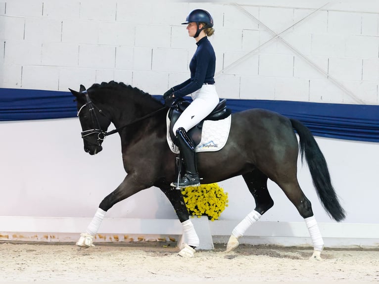 German Riding Pony Mare 9 years 15 hh Black in Marsberg