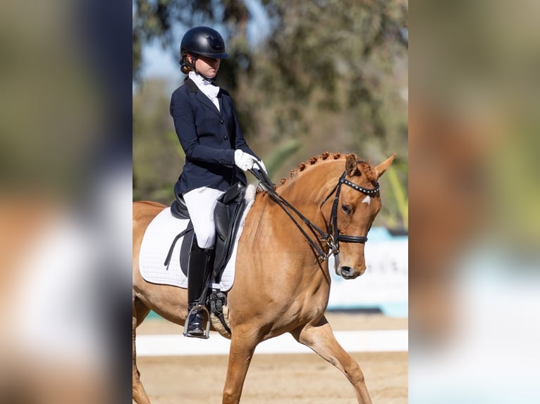 German Riding Pony Mare 9 years 15 hh Chestnut in San Juan Capistrano