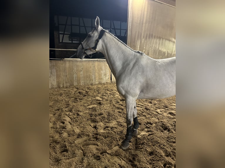 German Riding Pony Mix Mare 9 years 15 hh Gray in Erlensee